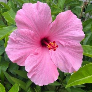 Meet your Posher, Deb